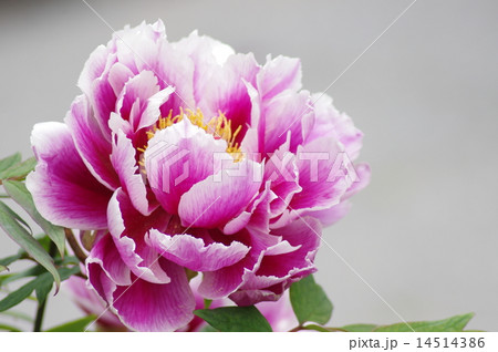 牡丹 笑獅子 14514386