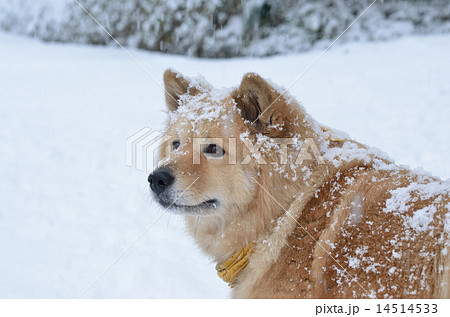 雪と犬の写真素材