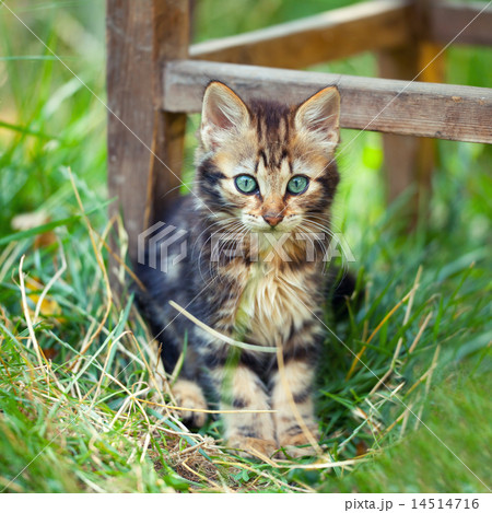 Cute kitten staying in a tall grass in the garden 14514716