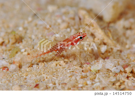 コジカイソハゼ 14514750