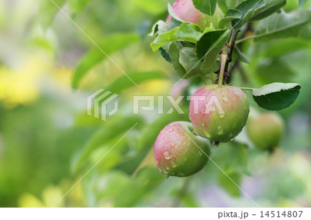 Apple fruits in garden after rain. Apple fruits in garden after rain. 14514807