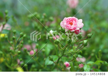Beautiful roses in garden after rain. 14514808