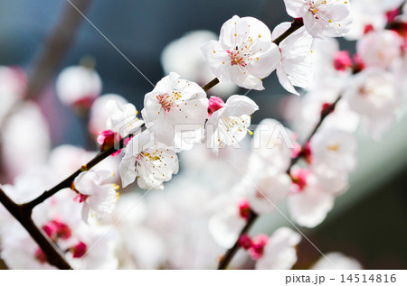 あんずの花 14514816