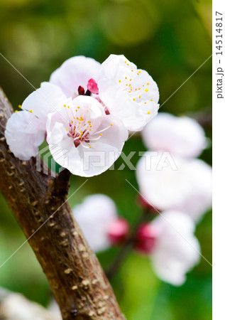 あんずの花 14514817