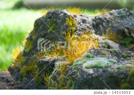 Yellow Flowering Moss Yellow Flowering Moss 14515053