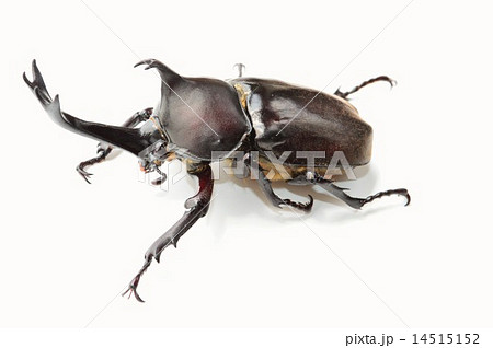 国産カブト虫のオス　白バック 14515152