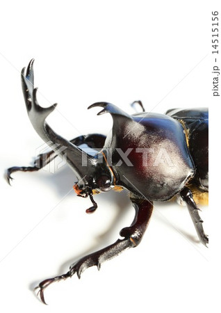 国産カブト虫のオス　白バック 14515156