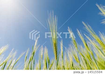 green spica and sun over it 14515504