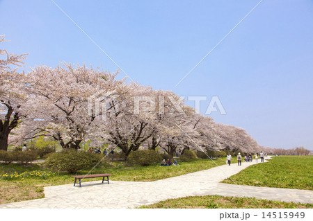 北上展勝地 桜 北上展勝地 桜 14515949