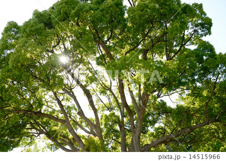 勝尾寺の新緑 勝尾寺の新緑 14515966