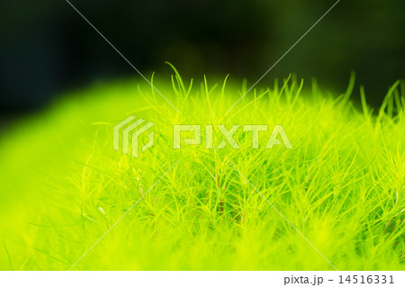 フェンネル 14516331