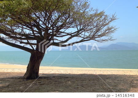 ビーチ木陰 14516348