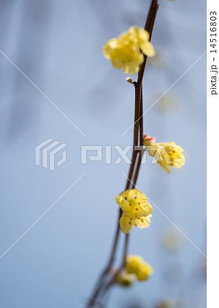 春を告げるヒュウガミズキが黄色い花を咲かせはじめた 14516803