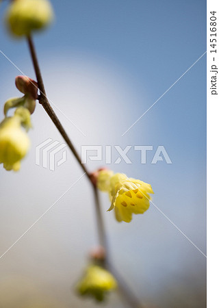 春を告げるヒュウガミズキが黄色い花を咲かせはじめた 14516804