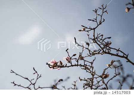 モクレンにつづいて薄桃色のコブシの花が咲き始めた 14517003