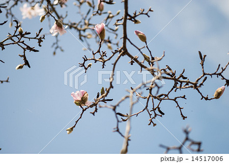 モクレンにつづいて薄桃色のコブシの花が咲き始めた 14517006