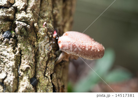 雨が降り陽気に誘われ原木椎茸が顔を覗かせた 14517381