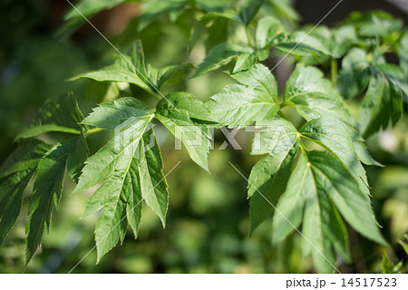 八丈島から取り寄せた明日葉が元気に育っている 14517523