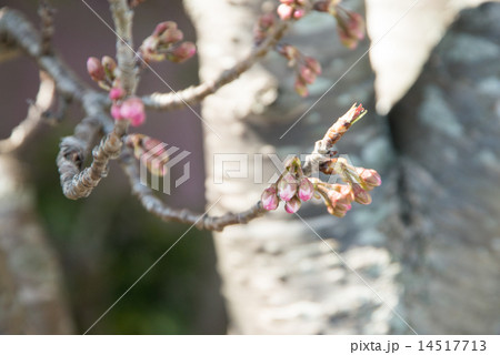 さくらんぼの花が咲き始めた 5月上旬には真っ赤な実を付けてくれる さくらんぼの花が咲き始めた 5月上旬には真っ赤な実を付けてくれる 14517713