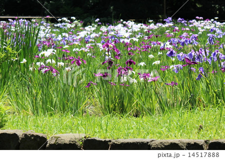 小石川後楽園の花菖蒲 小石川後楽園の花菖蒲 14517888