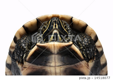 isolated turtle 14518077