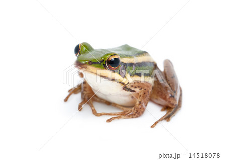 green frog 14518078