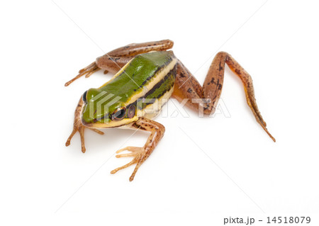 green frog  14518079