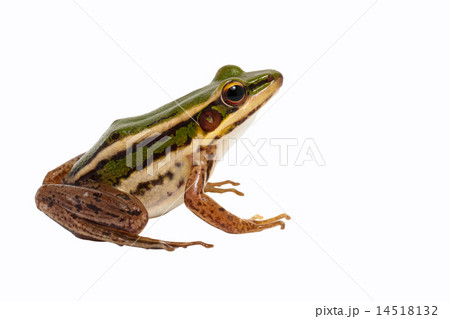 green frog green frog 14518132