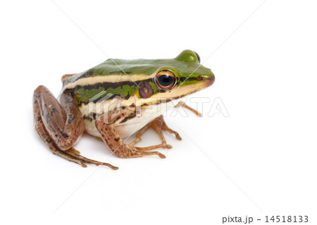 green frog 14518133