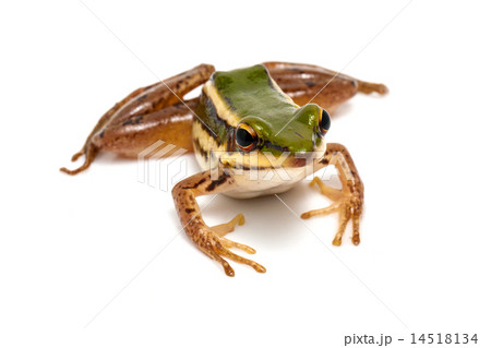 green frog green frog 14518134