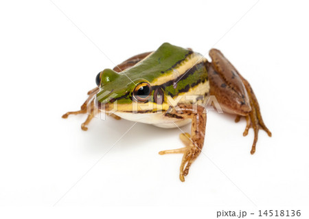 green frog green frog 14518136