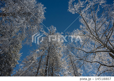 winter forest in perspective winter forest in perspective 14518807