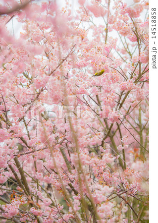 うぐいす 14518858