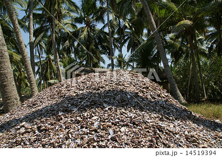 large pile of seashells on the ocean coast 14519394