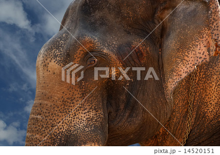 Face of Asian Elephant, or Indian Face of Asian Elephant, or Indian 14520151