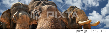 Face of Asian Elephant, or Indian Face of Asian Elephant, or Indian 14520160