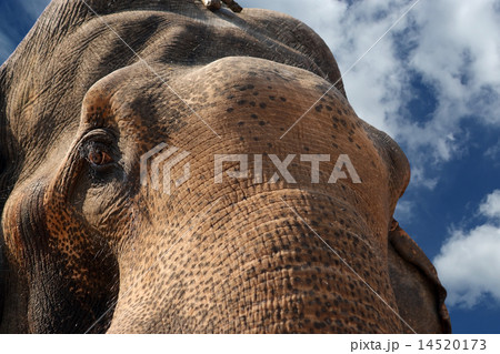 Face of Asian Elephant, or Indian 14520173