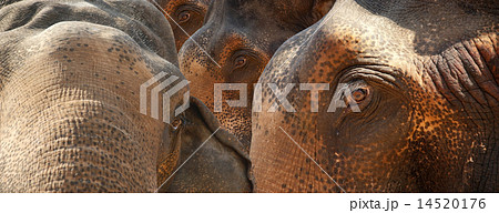 Face of Asian Elephant, or Indian 14520176