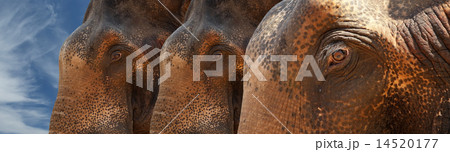 Face of Asian Elephant, or Indian Face of Asian Elephant, or Indian 14520177