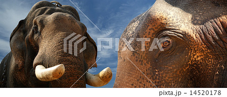Face of Asian Elephant, or Indian 14520178