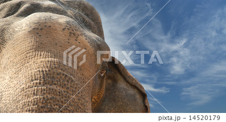 Face of Asian Elephant, or Indian Face of Asian Elephant, or Indian 14520179