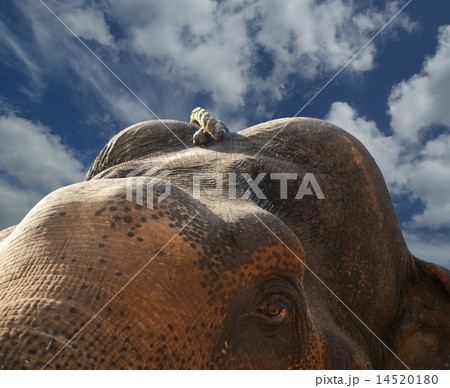 Face of Asian Elephant, or Indian 14520180