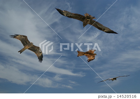 Falcons fly against the blue sky 14520516
