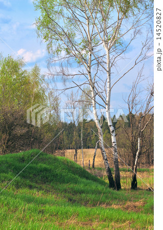 birch in a spring forest birch in a spring forest 14520827