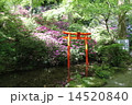 鳥居 14520840