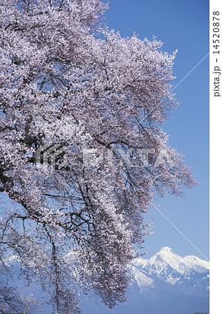 わに塚の桜 14520878