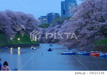 千鳥ヶ淵の夜桜 千鳥ヶ淵の夜桜 14521138