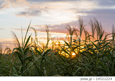 葦原(葭原)の日の入り 葦原(葭原)の日の入り 14521224