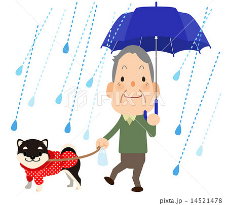 おじいちゃん 柴犬と雨の日のお散歩 雨粒あり のイラスト素材