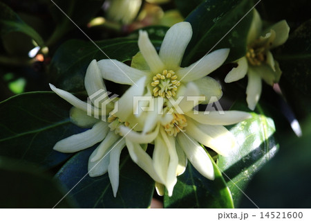 自然　植物　シキミ、仏事には欠かせない植物で芳香があり、お線香の原料にもなります 14521600
